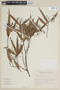 Nectandra angustifolia image