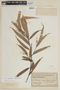Nectandra angustifolia image