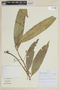 Nectandra angusta image