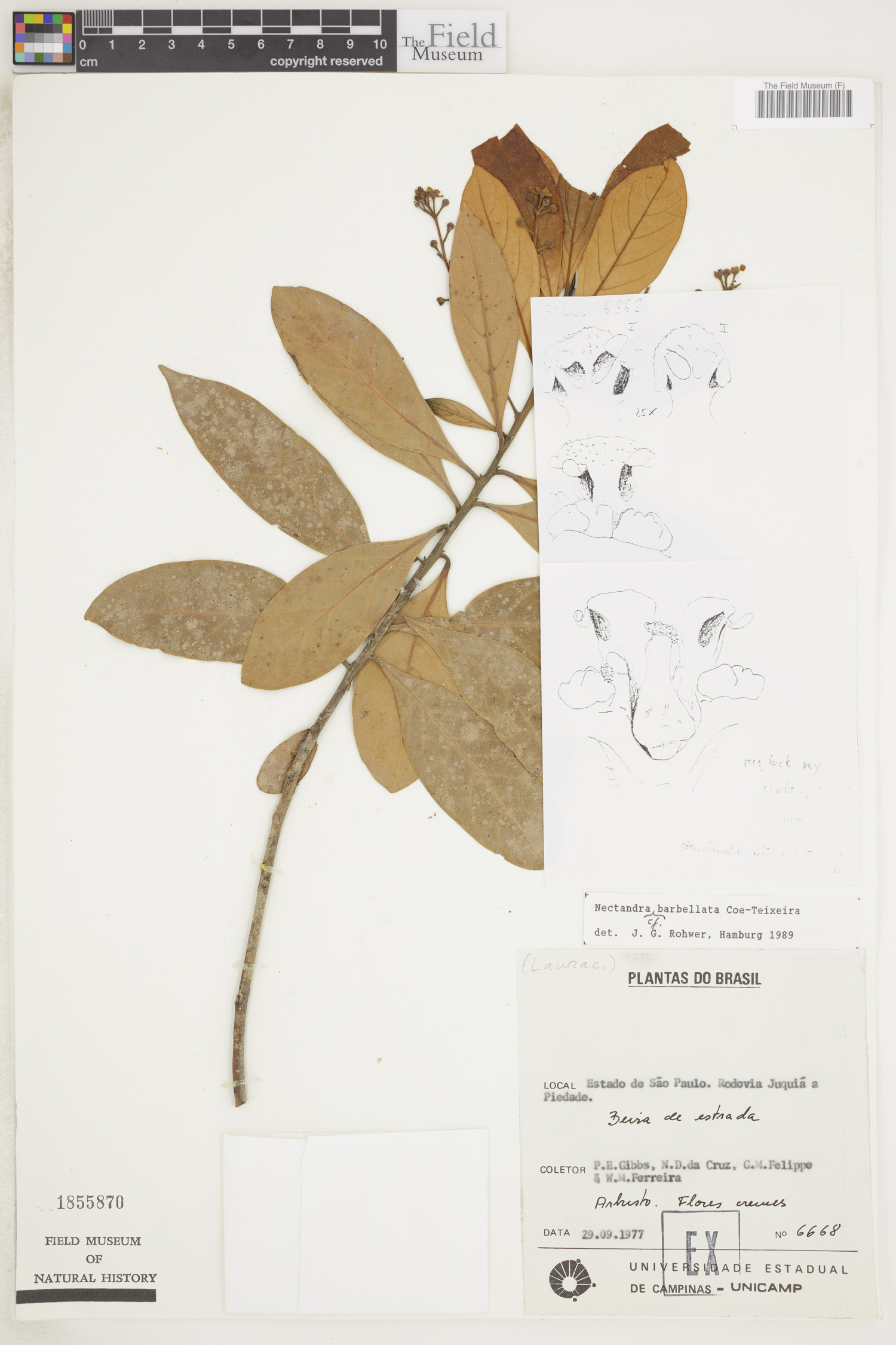 Nectandra barbellata image