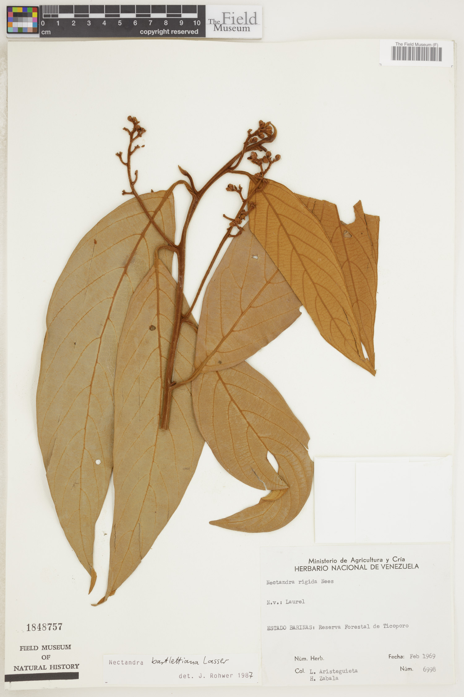 Nectandra bartlettiana image