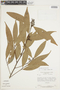 Nectandra brittonii image
