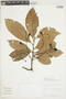 Nectandra cissiflora image