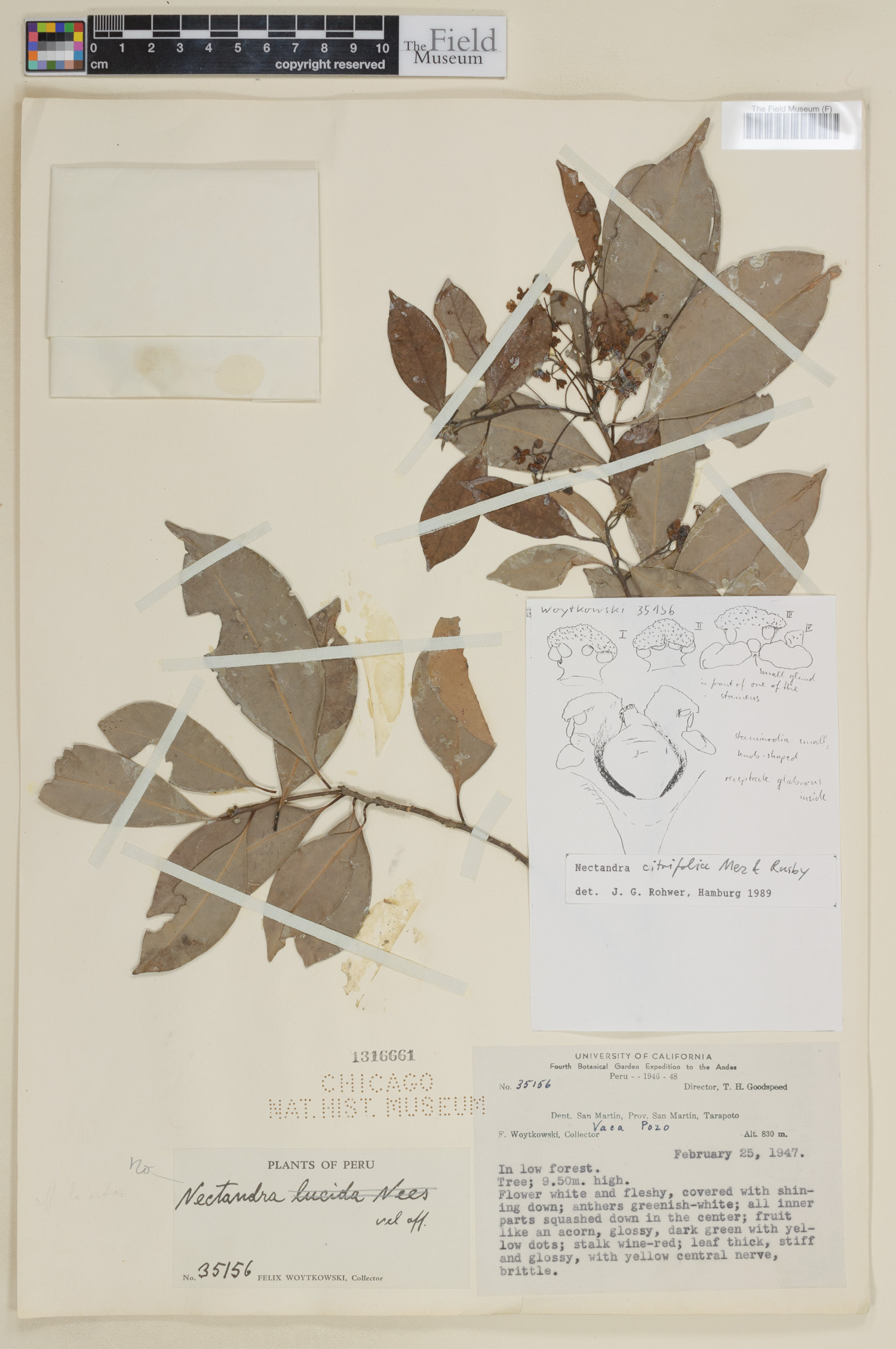 Nectandra citrifolia image