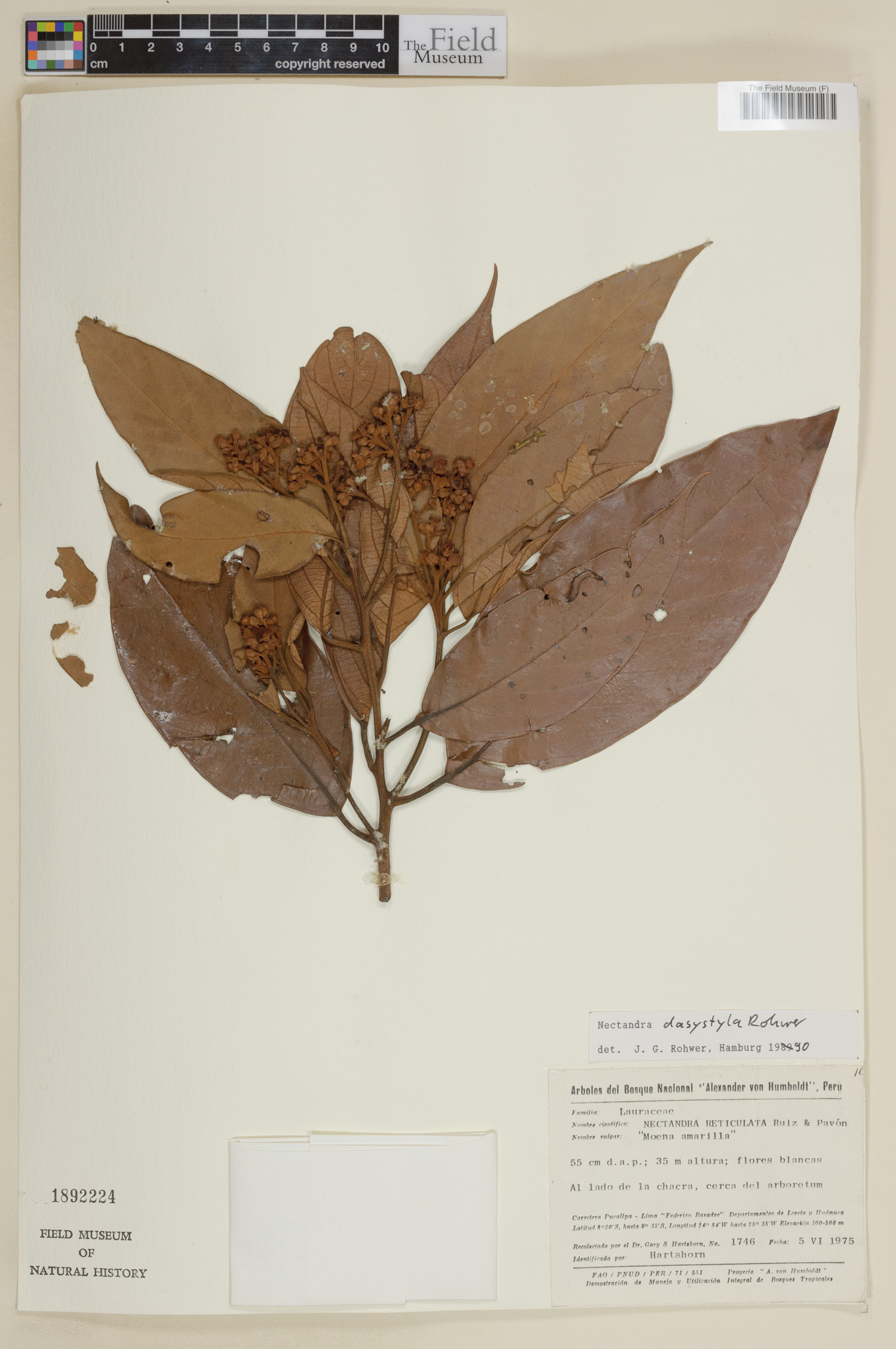Nectandra dasystyla image
