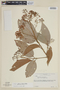 Nectandra globosa image
