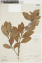 Nectandra grandiflora image