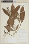 Nectandra japurensis image