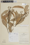 Nectandra japurensis image