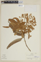 Nectandra lanceolata image