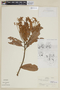 Nectandra lanceolata image