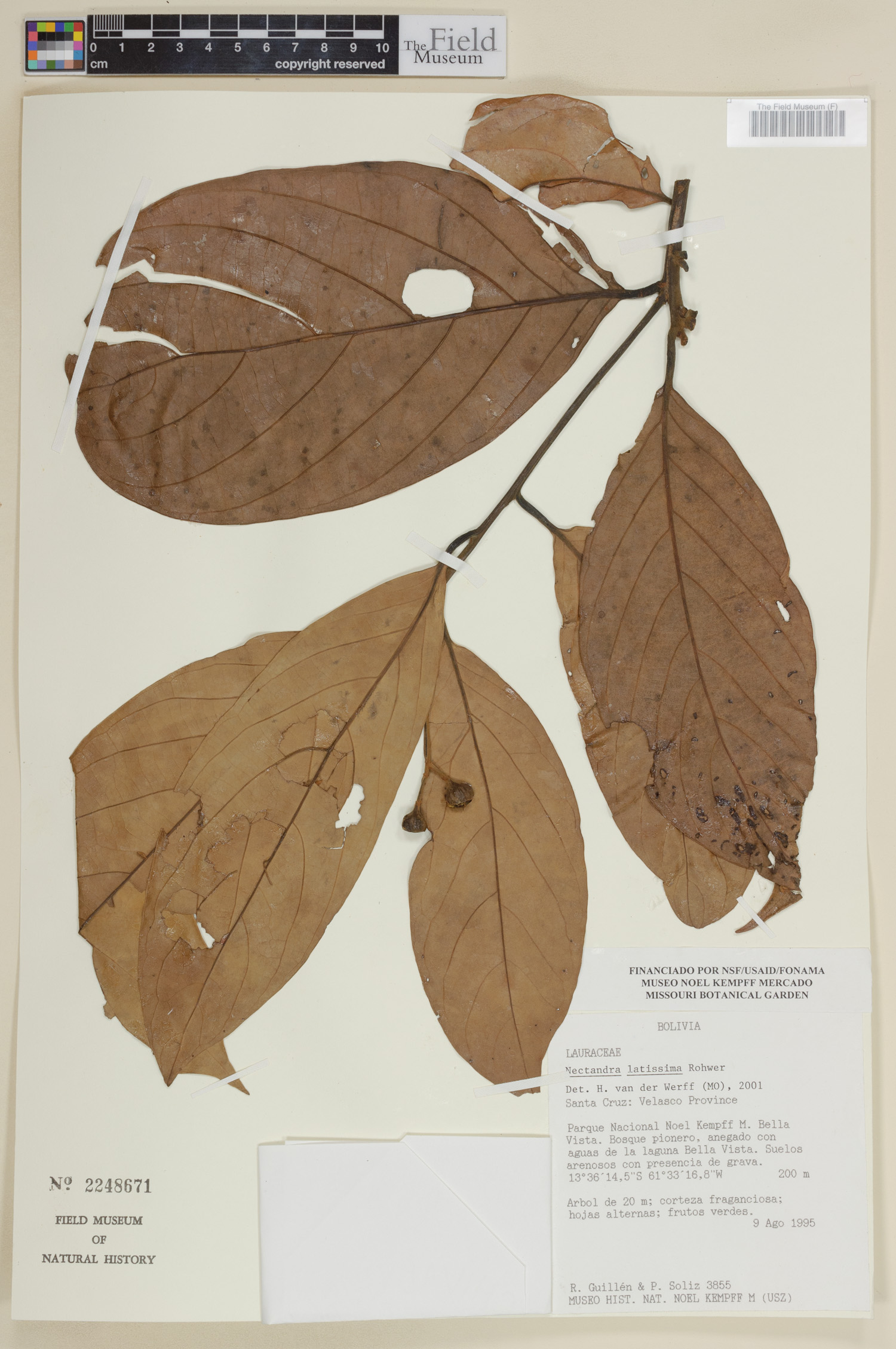 Nectandra latissima image