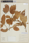 Nectandra laurel image