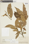 Nectandra laurel image