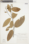 Nectandra leucantha image