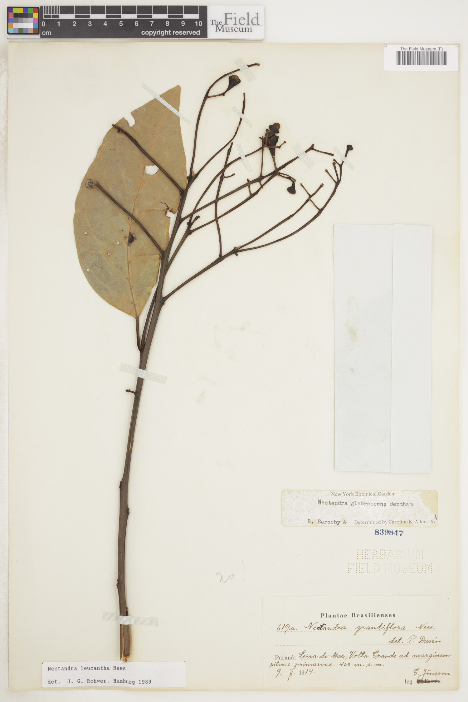 Nectandra leucantha image