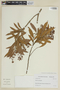 Aiouea stenophylla image