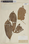 Guarea trunciflora image