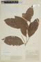 Trichilia acuminata image