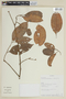 Trichilia acuminata image