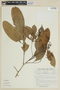Trichilia appendiculata image