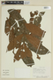 Trichilia hispida image
