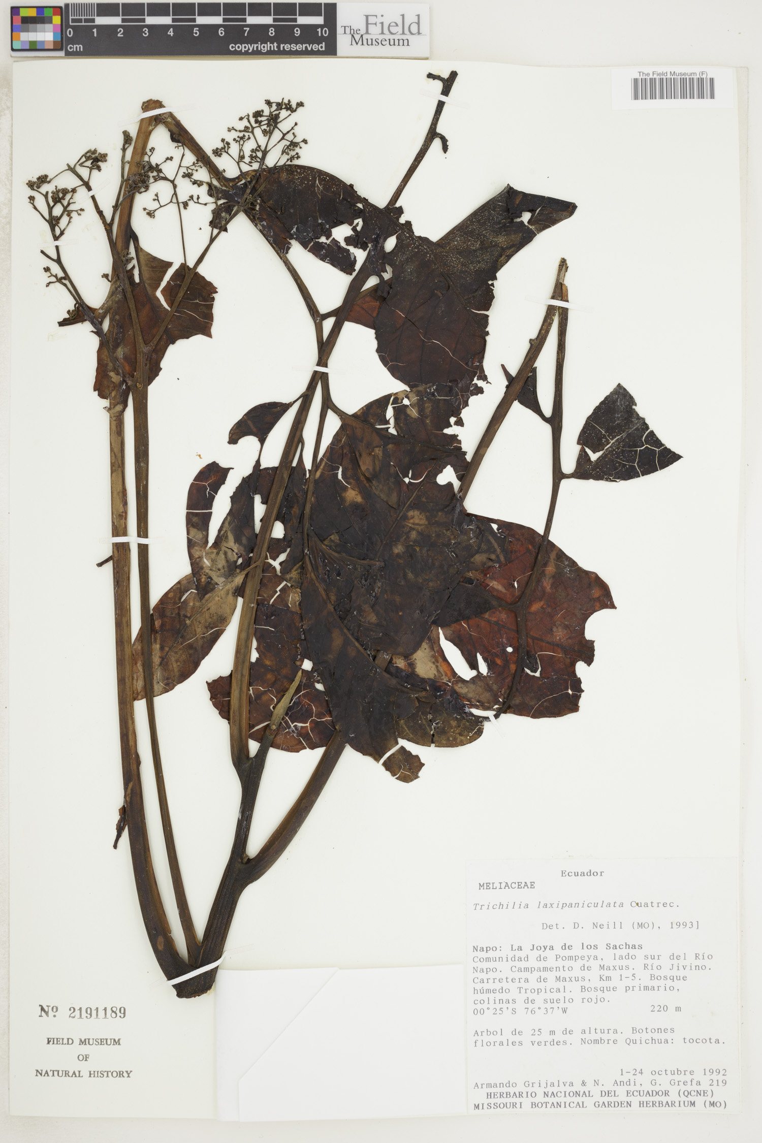 Trichilia laxipaniculata image