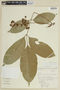 Trichilia martiana image