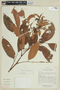 Trichilia maynasiana image