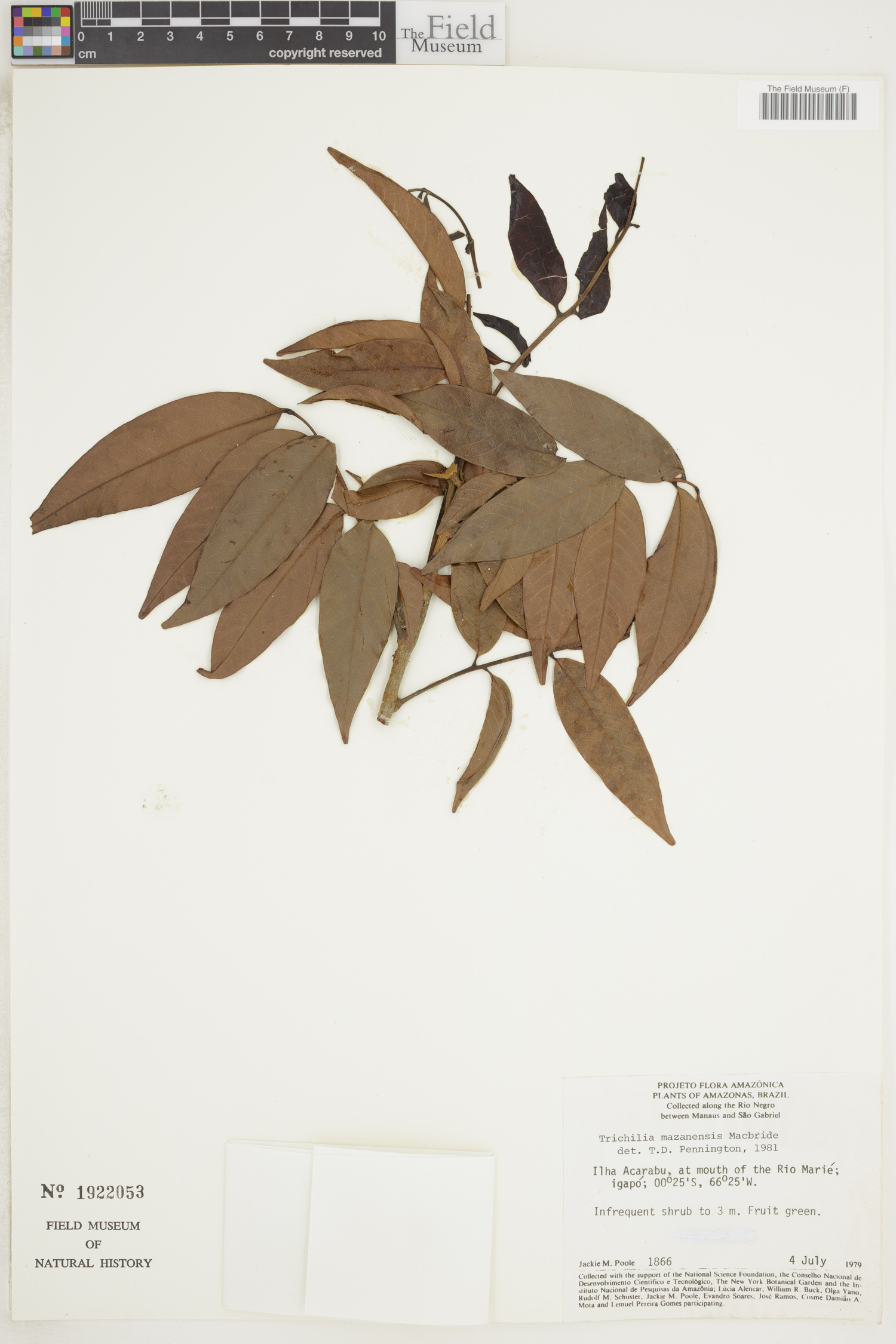 Trichilia mazanensis image
