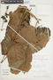 Trichilia micrantha image