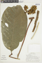 Trichilia pallida image