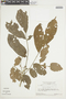 Trichilia quadrijuga subsp. quadrijuga image