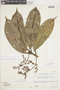 Endlicheria arunciflora image
