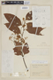 Nectandra acutifolia image