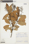 Nectandra grandiflora image
