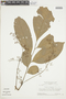 Trichilia surinamensis image