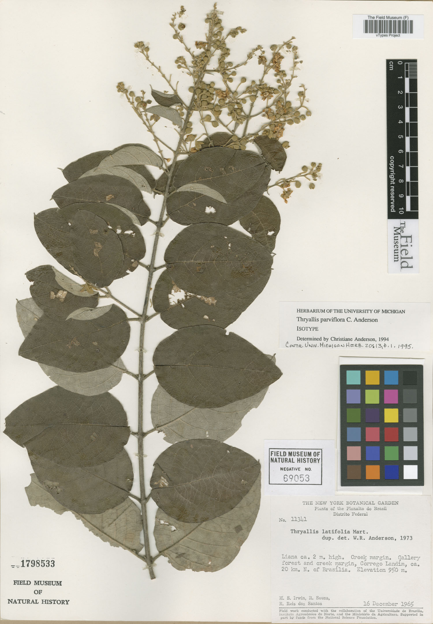 Thryallis image