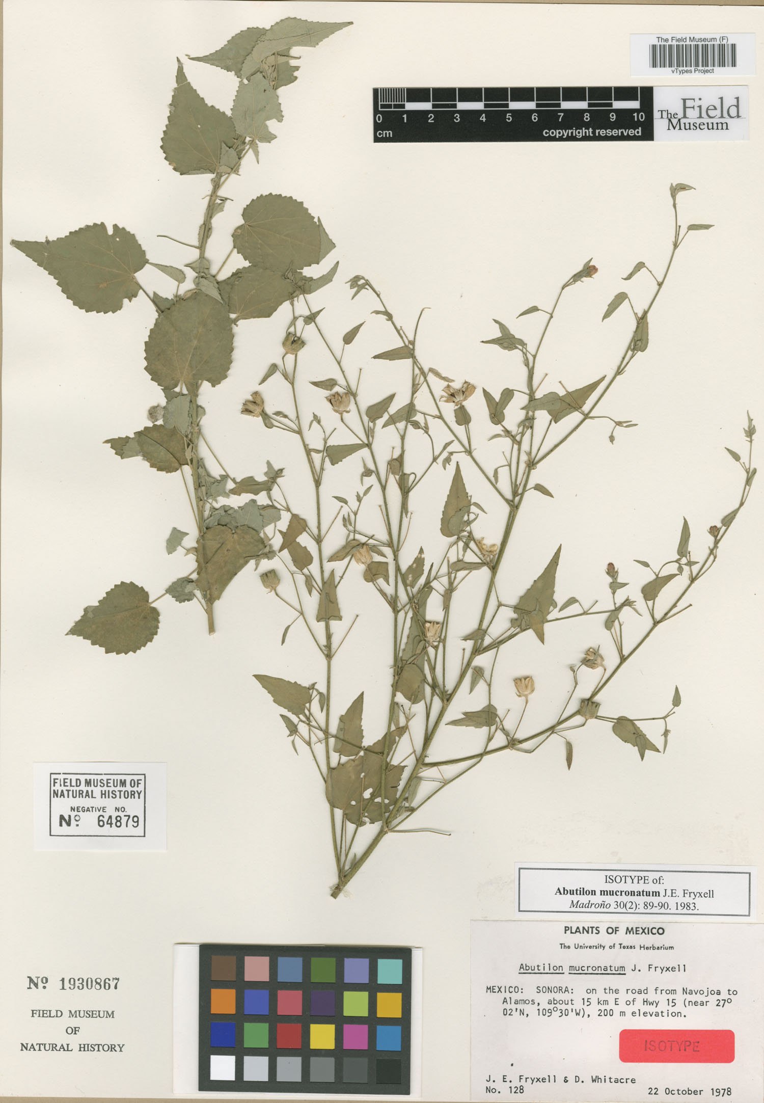 Abutilon mucronatum image