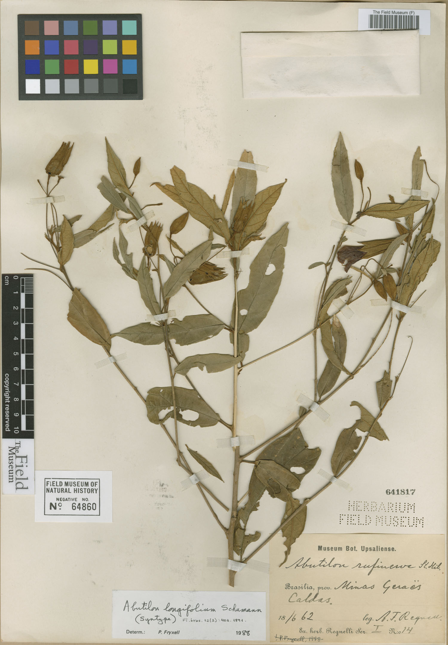 Callianthe longifolia image