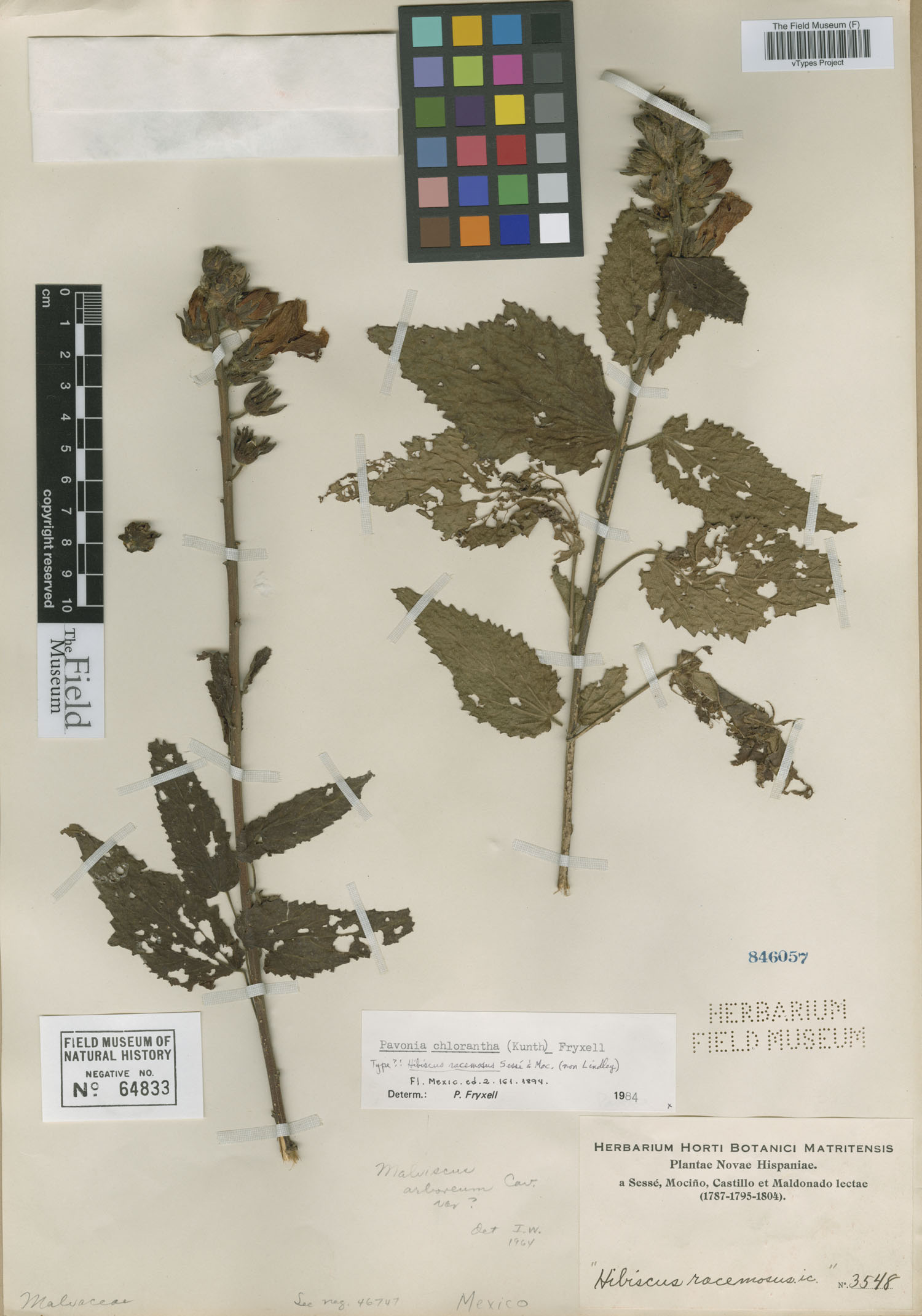 Hibiscus racemosus image