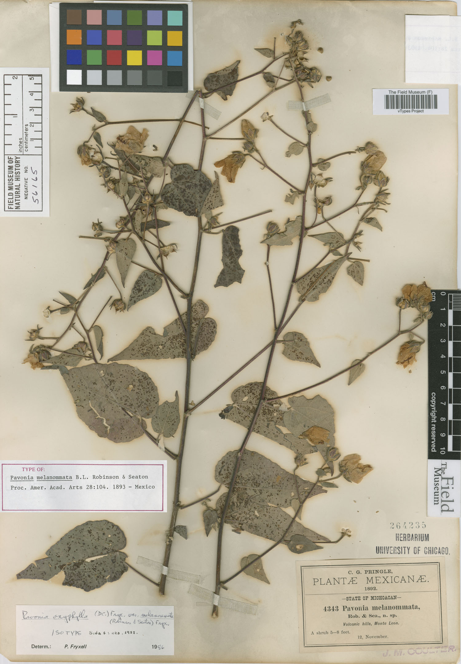 Pavonia melanommata image
