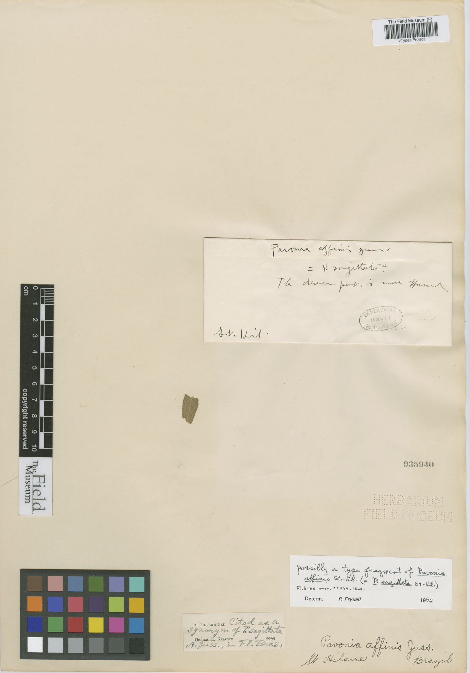 Pavonia affinis image