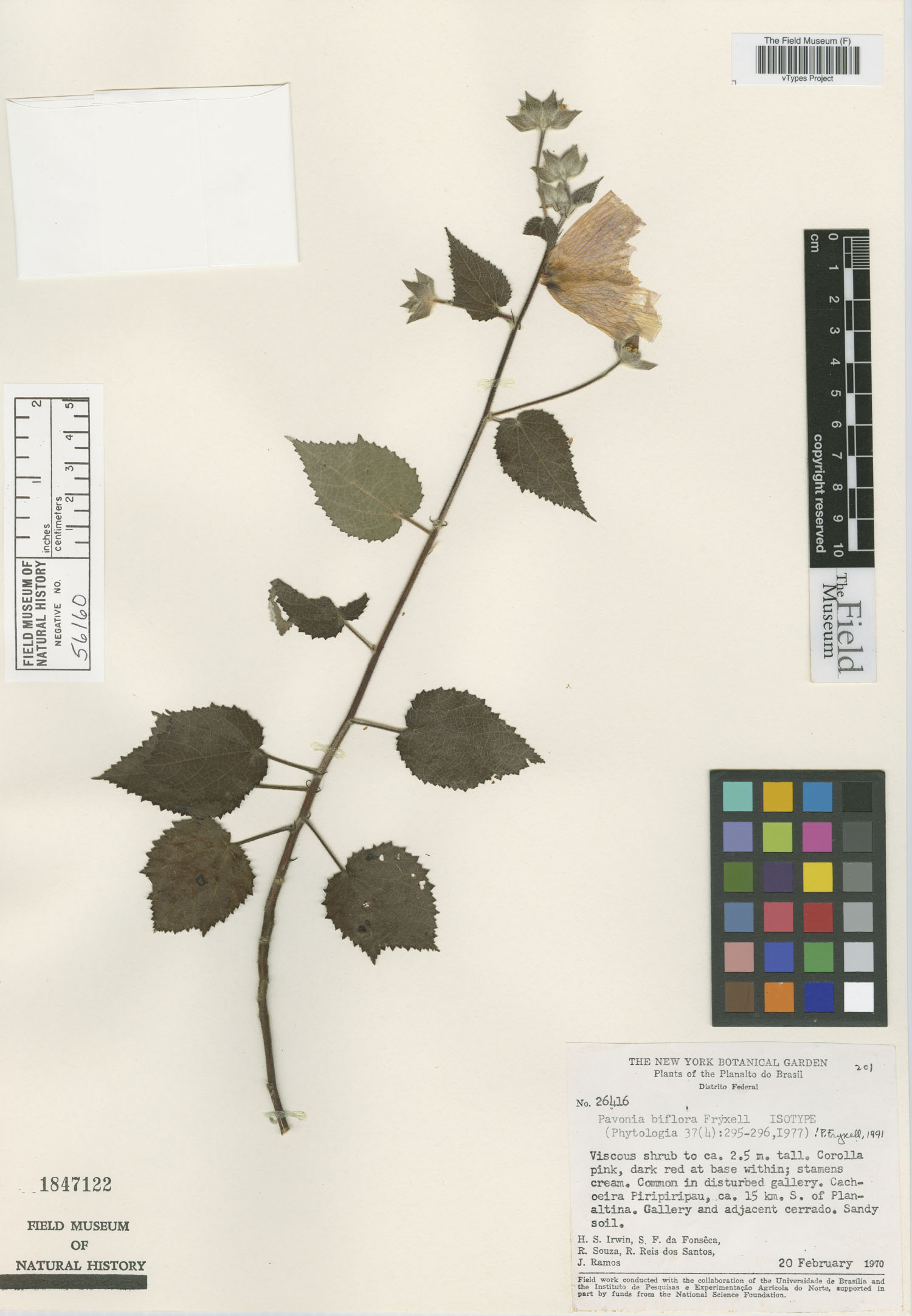 Pavonia biflora image
