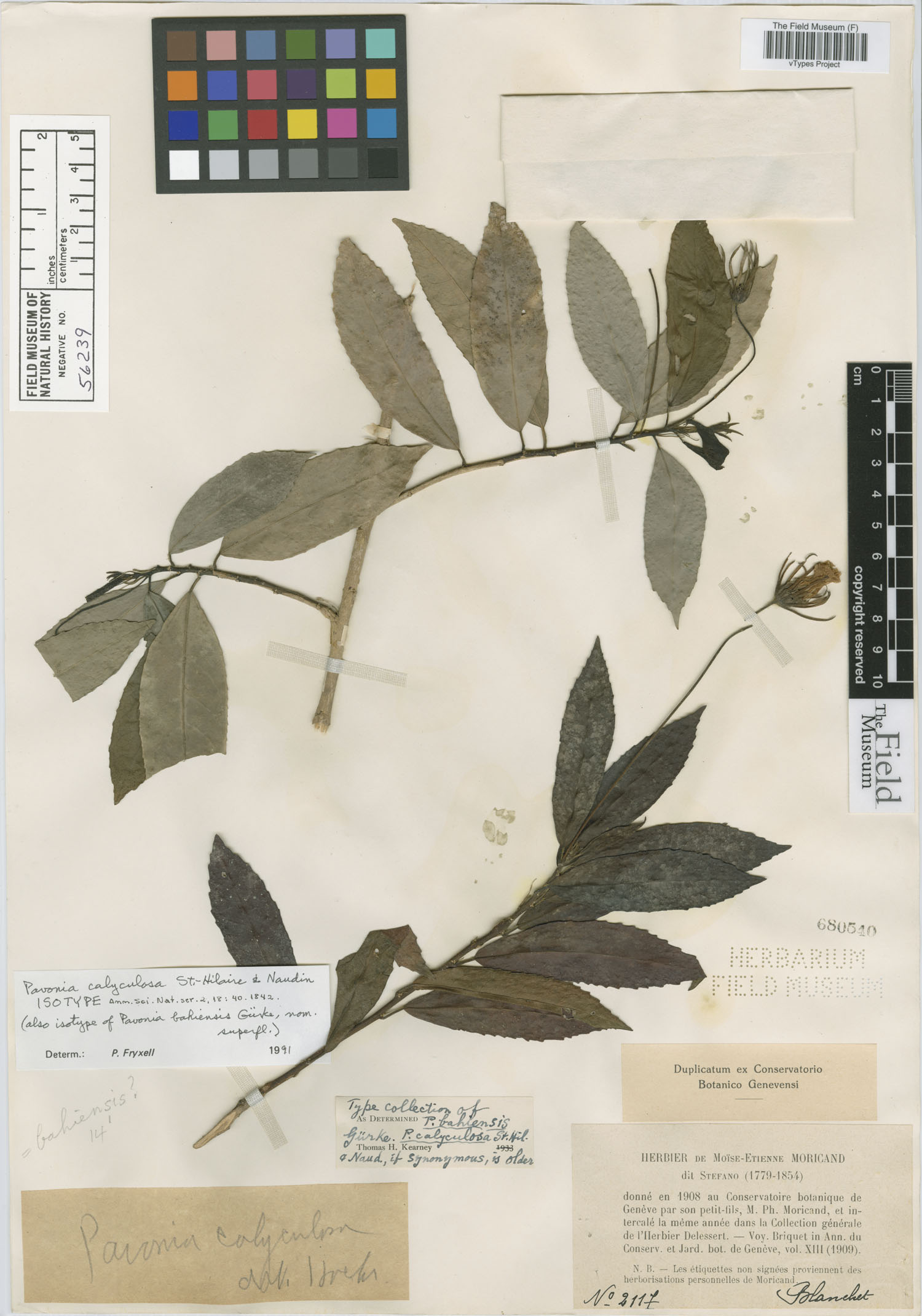Pavonia calyculosa image