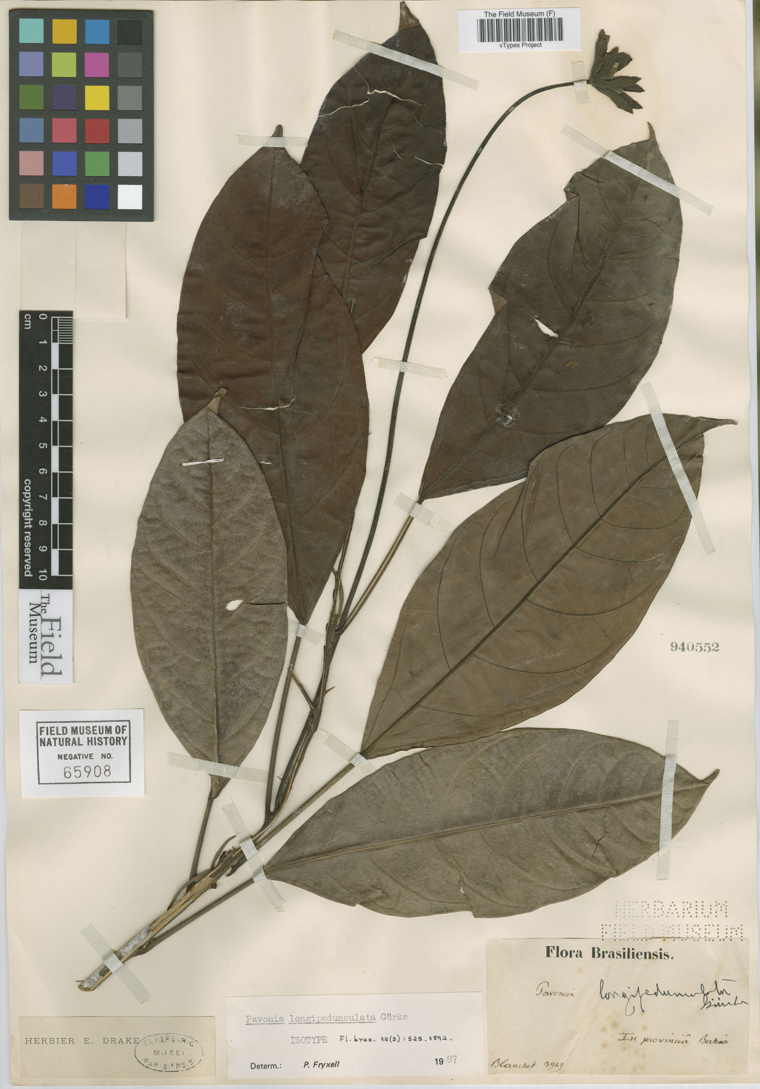Pavonia longipedunculata image