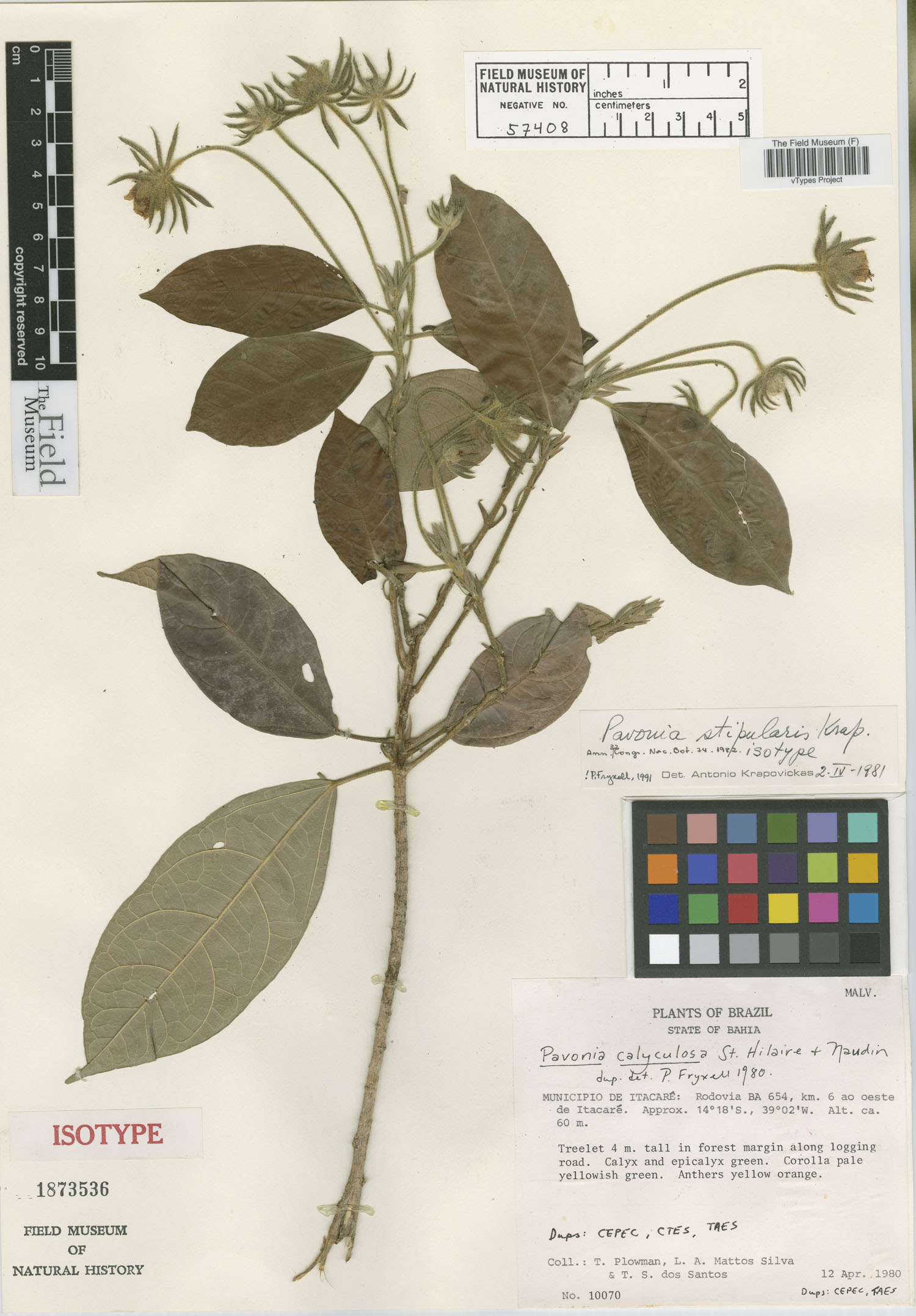 Pavonia stipularis image