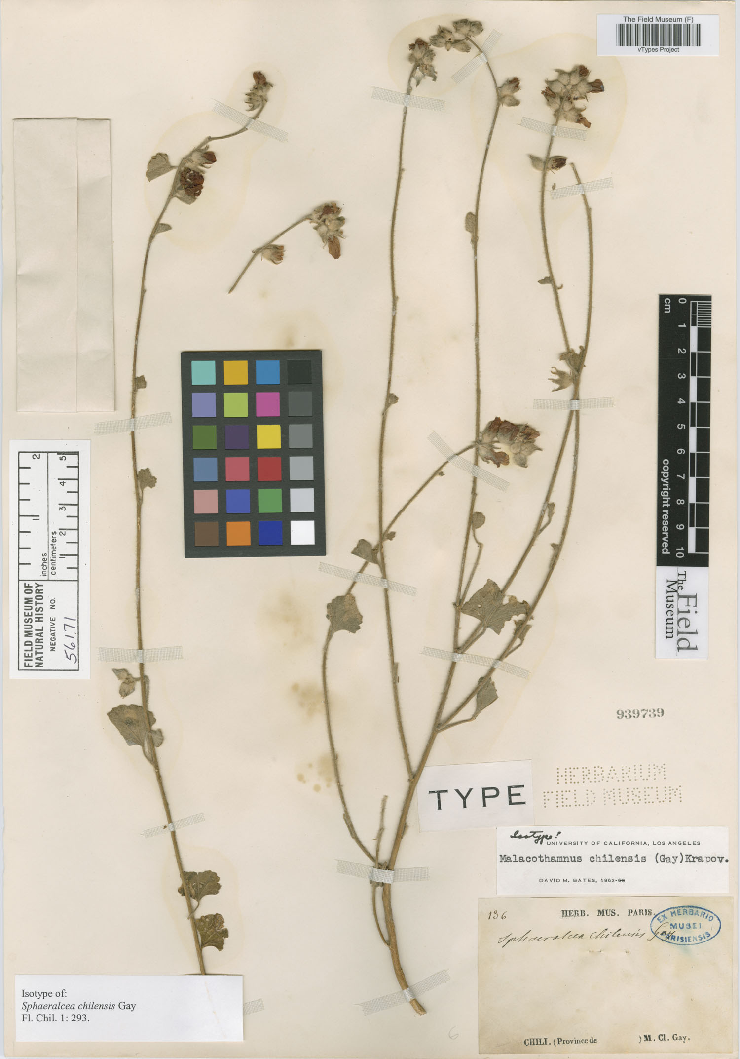 Sphaeralcea chilensis image