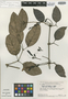 Adenocalymma racemosum image