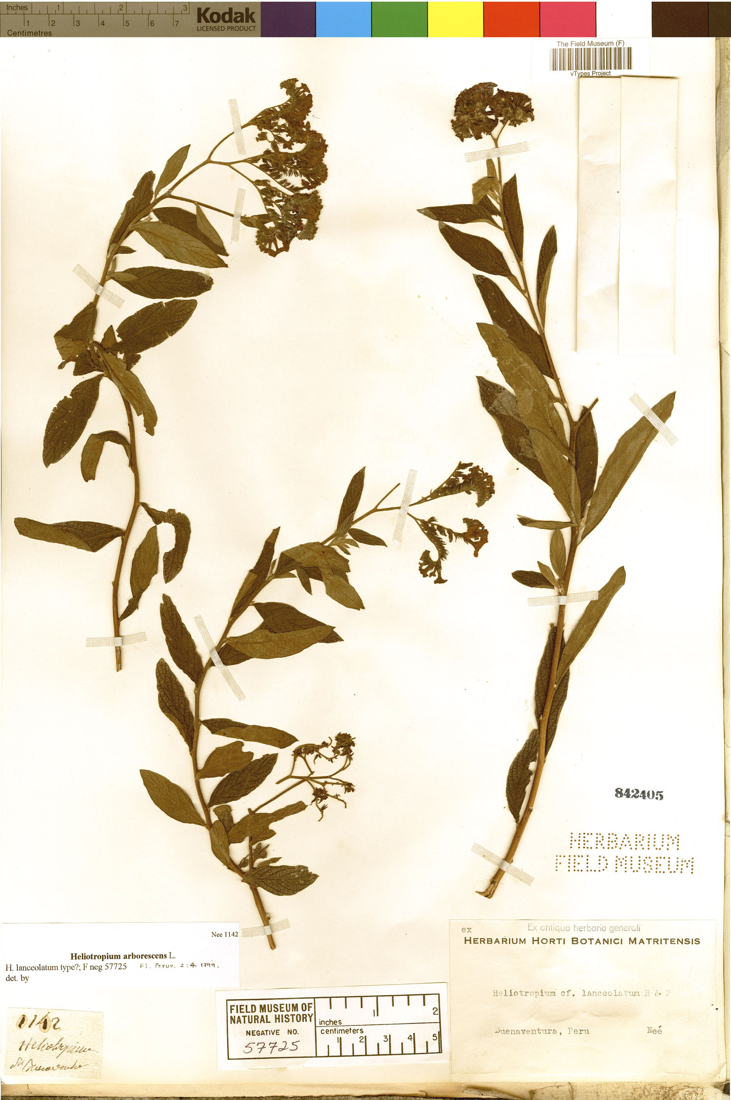 Heliotropium lanceolatum image